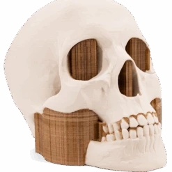 3DXTech - HealthCare - Simubone - 1.75 Mm - 750 G -3D Prima Boutique Human Skull Finished Medium 1 89e67ea1 9c70 4385 b2d8 31ffe3dd3b7b